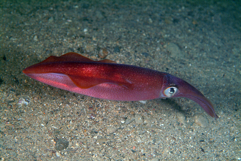 Loligo vulgaris